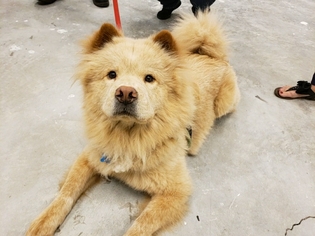 Chow Chow Dogs for adoption in North Fort Myers, FL, USA