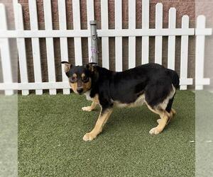 German Shepherd Dog-Unknown Mix Dogs for adoption in Modesto, CA, USA