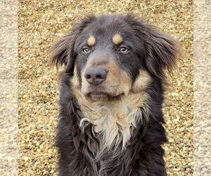 Australian Shepherd-Retriever Mix Dogs for adoption in Anniston, AL, USA