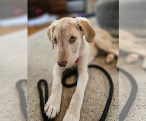 Mutt Dogs for adoption in New London, WI, USA