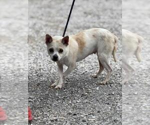 Chihuahua Dogs for adoption in Evansville, IN, USA