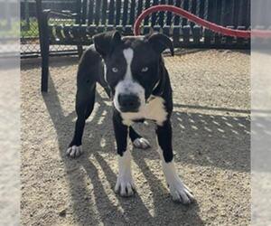 American Pit Bull Terrier-Australian Shepherd Mix Dogs for adoption in Placerville, CA, USA