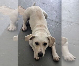 Basset Hound-Labrador Retriever Mix Dogs for adoption in Melrose, FL, USA