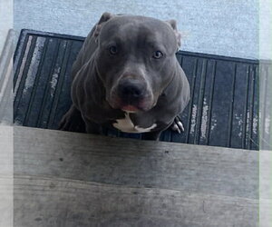 American Pit Bull Terrier-Unknown Mix Dogs for adoption in Germantown, OH, USA