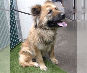 Chow Chow-Unknown Mix Dogs for adoption in Downey, CA, USA