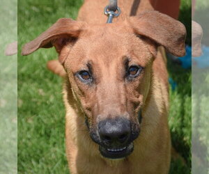 Shepradors Dogs for adoption in Huntley, IL, USA
