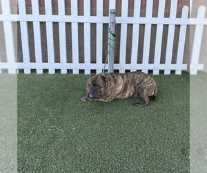 American Bulldog Dogs for adoption in Modesto, CA, USA
