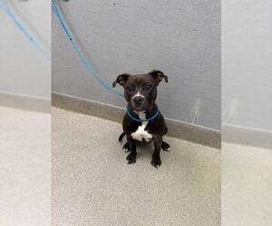 Mutt Dogs for adoption in Las Vegas, NV, USA
