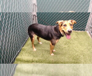 German Shepherd Dog Dogs for adoption in Downey, CA, USA