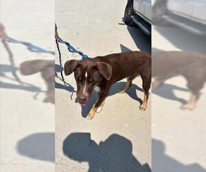 Labrador Retriever Dogs for adoption in Houston, TX, USA