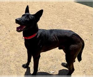 German Shepherd Dog-Unknown Mix Dogs for adoption in Martinez, CA, USA