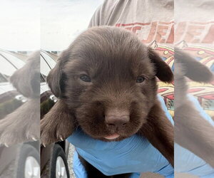Labrador Retriever-Unknown Mix Dogs for adoption in Bolivar, MO, USA