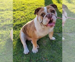 Bulldog Dogs for adoption in Modesto, CA, USA