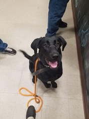 Labrador Retriever Dogs for adoption in Winder, GA, USA