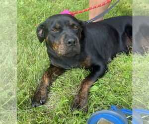Labrottie Dogs for adoption in GILBERTS, IL, USA