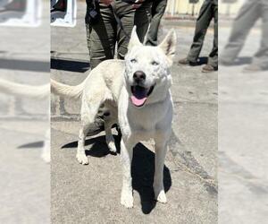 Siberian Husky Dogs for adoption in San Martin, CA, USA