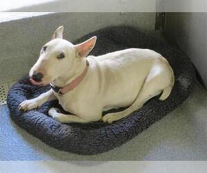 Bull Terrier Dogs for adoption in Orange, CA, USA