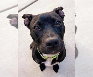 American Pit Bull Terrier-Unknown Mix Dogs for adoption in Sacramento, CA, USA