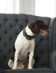 Medium Photo #1 Beagle-German Shorthaired Pointer Mix Puppy For Sale in Morganville, NJ, USA