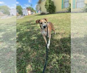 Labrador Retriever-Unknown Mix Dogs for adoption in Shillington, PA, USA