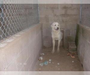 Great Pyrenees Dogs for adoption in KELLYVILLE, OK, USA