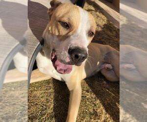 American Pit Bull Terrier-Labrador Retriever Mix Dogs for adoption in Canutillo, TX, USA