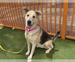 German Shepherd Dog-Unknown Mix Dogs for adoption in Las Vegas, NV, USA
