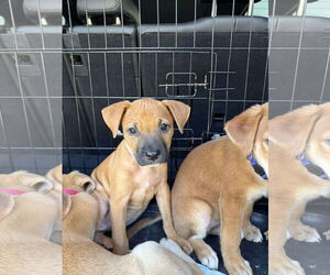 Boxador Dogs for adoption in Holly Springs, NC, USA