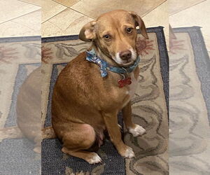 Beagle-Unknown Mix Dogs for adoption in San Diego, CA, USA