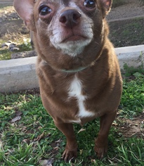 Chihuahua Dogs for adoption in Glendale , AZ, USA