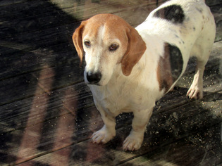 Bagle Hound Dogs for adoption in Rowayton, CT, USA