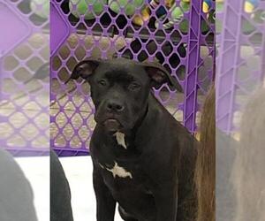 American Staffordshire Terrier-Labrador Retriever Mix Dogs for adoption in Seminole, FL, USA