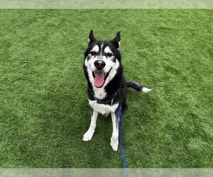 Siberian Husky-Unknown Mix Dogs for adoption in Grand Prairie, TX, USA