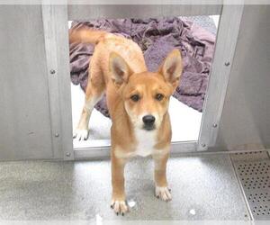 Mutt Dogs for adoption in Orange, CA, USA