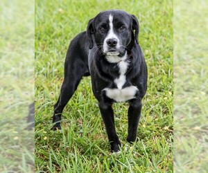 Borador Dogs for adoption in Miami, FL, USA