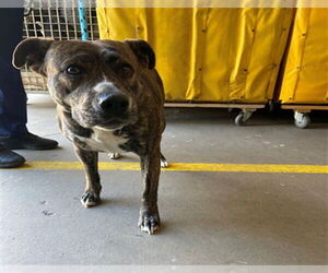 American Pit Bull Terrier-Unknown Mix Dogs for adoption in Rancho Cucamonga, CA, USA