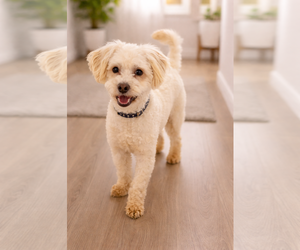 Havanese-Unknown Mix Dogs for adoption in Menifee, CA, USA