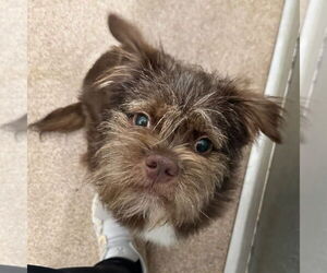 Brussels Griffon-Unknown Mix Dogs for adoption in Canton, CT, USA