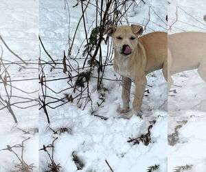 Mutt Dogs for adoption in Shelburne, VT, USA