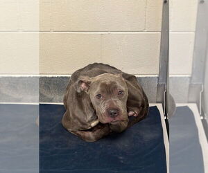 American Pit Bull Terrier Dogs for adoption in Glen Allen, VA, USA