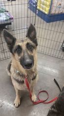 German Shepherd Dog Dogs for adoption in Glendale , AZ, USA