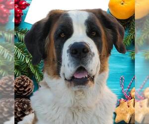 Saint Bernard Dogs for adoption in Phelan, CA, USA