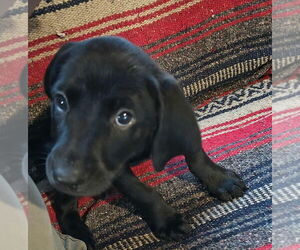 Black and Tan Coonhound-Labrador Retriever Mix Dogs for adoption in Aurora, IN, USA