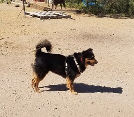 Australian Shepherd Dogs for adoption in Tonopah, AZ, USA