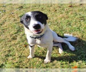 Border Collie Dogs for adoption in Lufkin, TX, USA