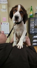 Treeing Walker Coonhound Dogs for adoption in Princeton, MN, USA