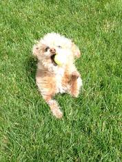 Cairn Terrier Dogs for adoption in Salt Lake City, UT, USA