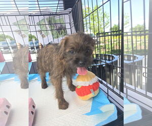 Pug-Unknown Mix Dogs for adoption in Rosenberg, TX, USA