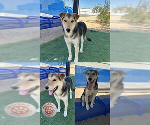 German Shepherd Dog-Unknown Mix Dogs for adoption in HESPERIA, CA, USA