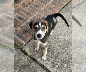 Labrador Retriever-Unknown Mix Dogs for adoption in Brewster, NY, USA